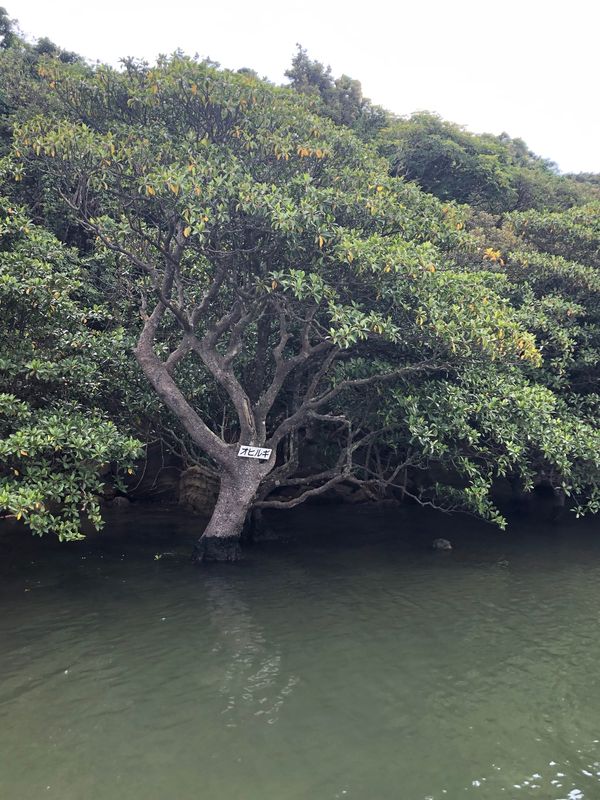 日本・沖縄県石垣島「2023石垣島」の写真：5日目！