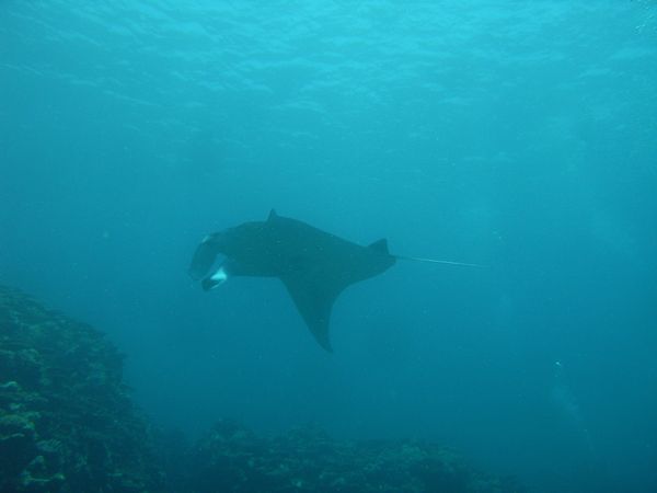 日本・沖縄県石垣島「2023石垣島」の写真：4日目！