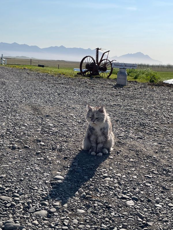 アイスランド「アイスランド夏」の写真