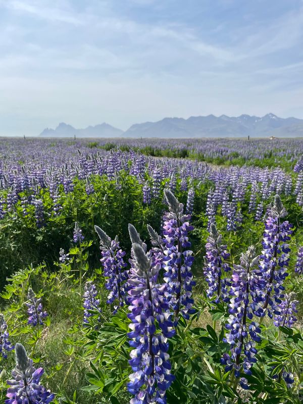 アイスランド「アイスランド夏」の写真