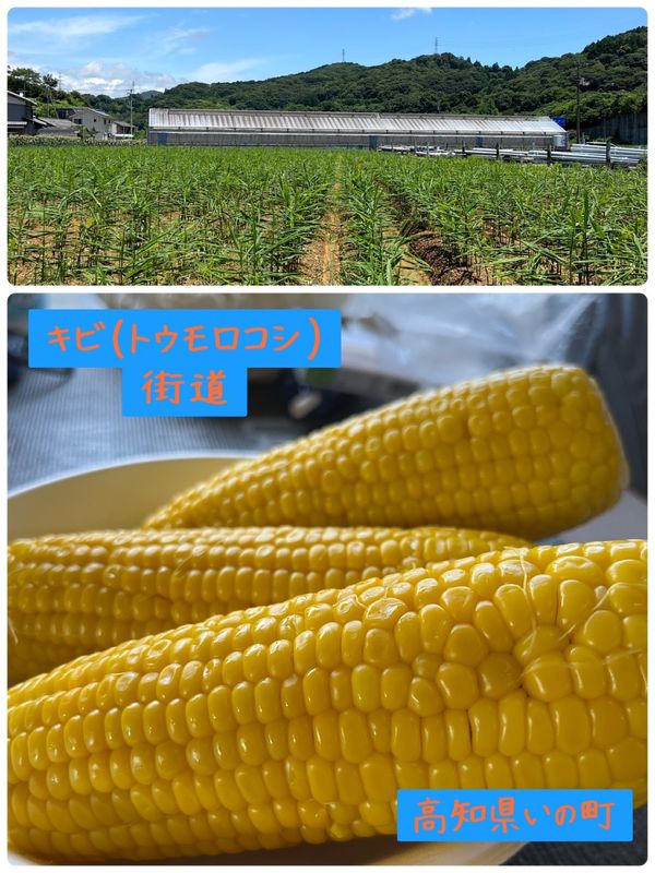 日本・高知県「高知県グルメ（鰹のタタキの食べ比べ）」の写真：あまーい香りが漂い身が詰まったジューシー...