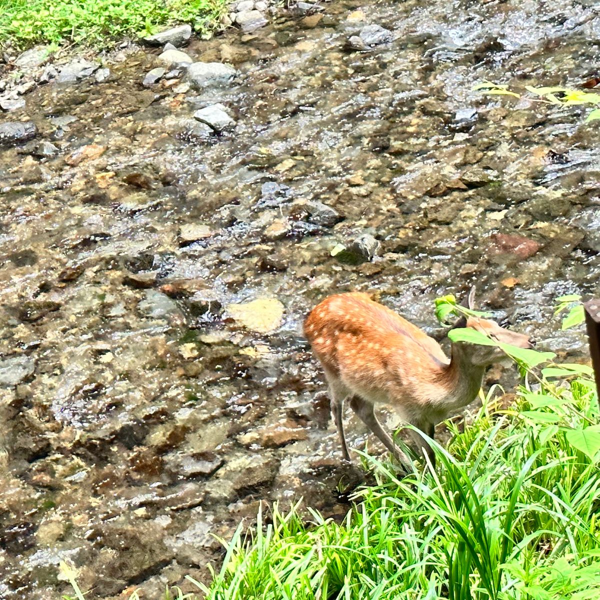 川床行ってみたくて貴船へ
人気の流しそうめんは3時間待ちと言われて断念。
...