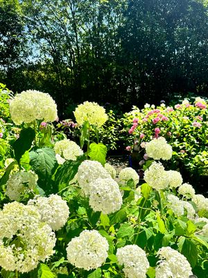 京都へ移動

三室戸寺
紫陽花寺🏵️残念ながら見頃は過ぎて、見たかった階段...