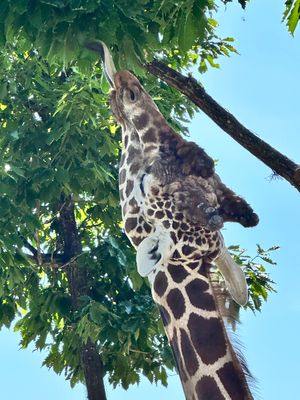 旭川動物園
ホンモノの🐻‍❄️シロクマ
手と足の肉球かわいい