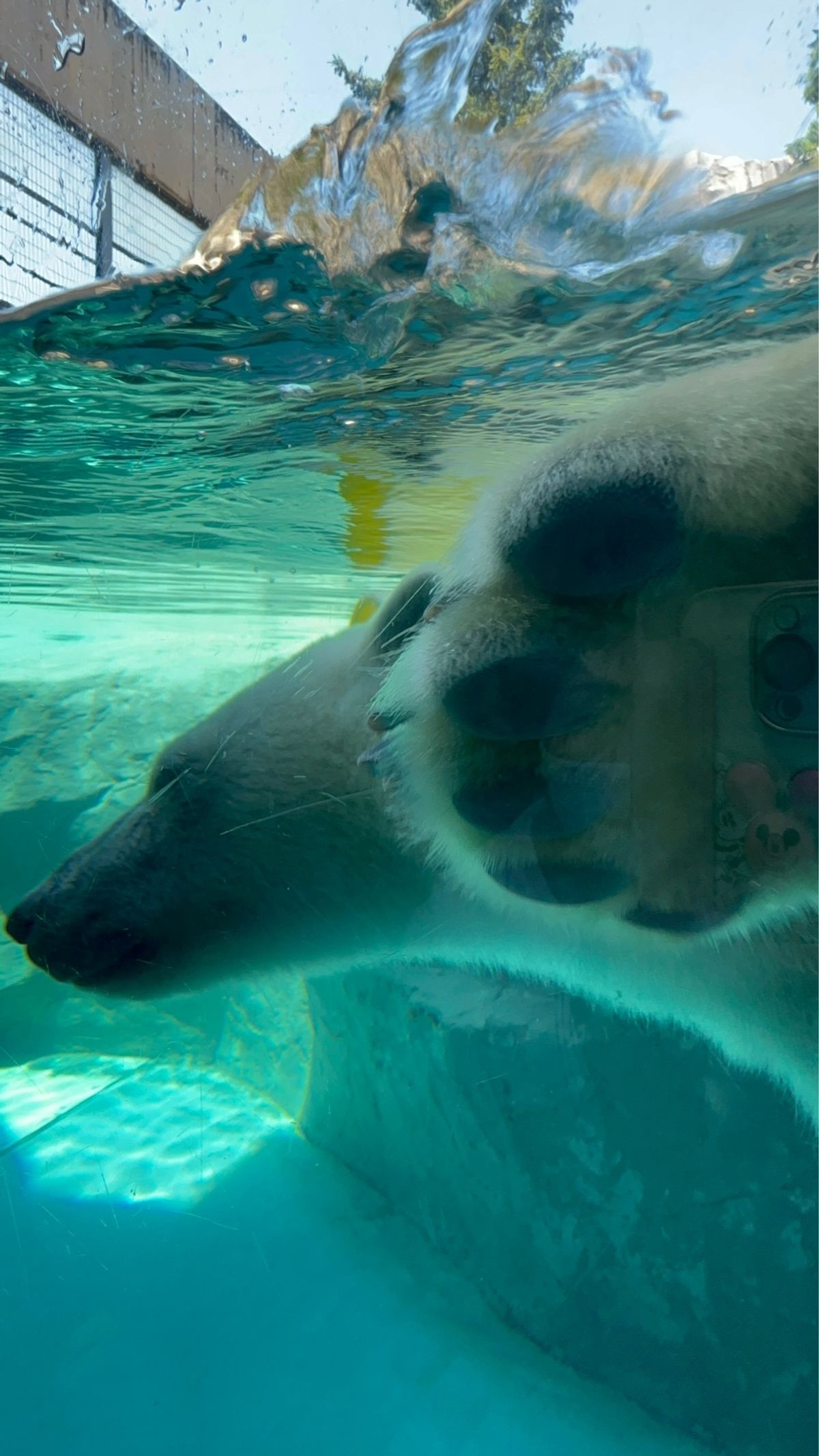 旭川動物園
ホンモノの🐻‍❄️シロクマ
手と足の肉球かわいい