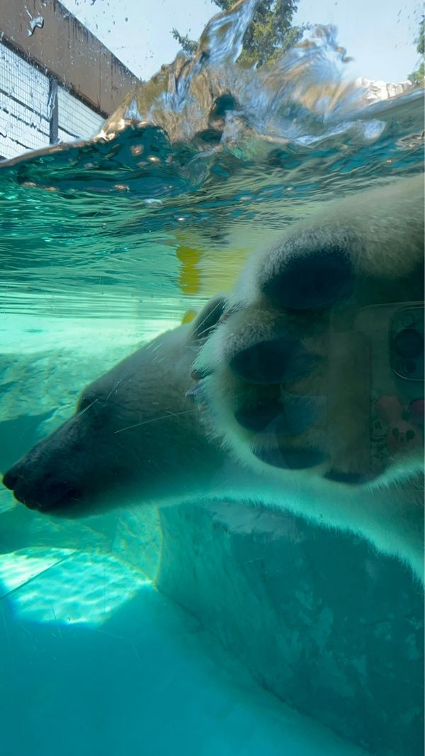 日本・北海道「北海道」の写真：旭川動物園
ホンモノの🐻‍❄️シロクマ
...