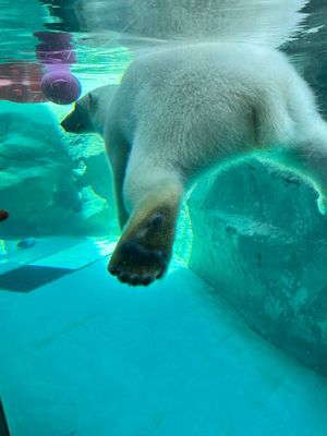 旭川動物園
ホンモノの🐻‍❄️シロクマ
手と足の肉球かわいい