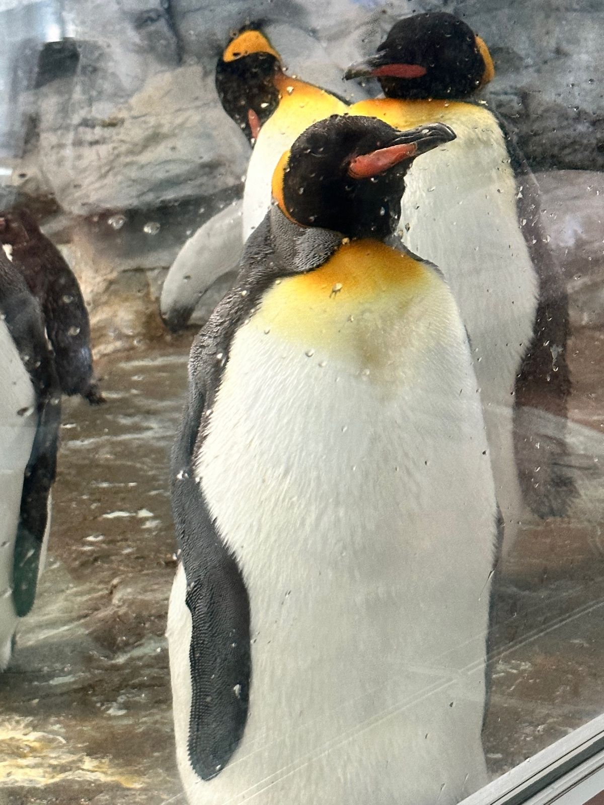 旭川動物園
ホンモノの🐻‍❄️シロクマ
手と足の肉球かわいい