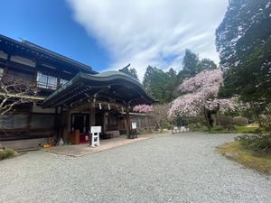 日光の桜