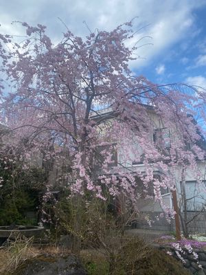 日光の桜