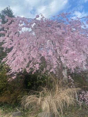 日光の桜