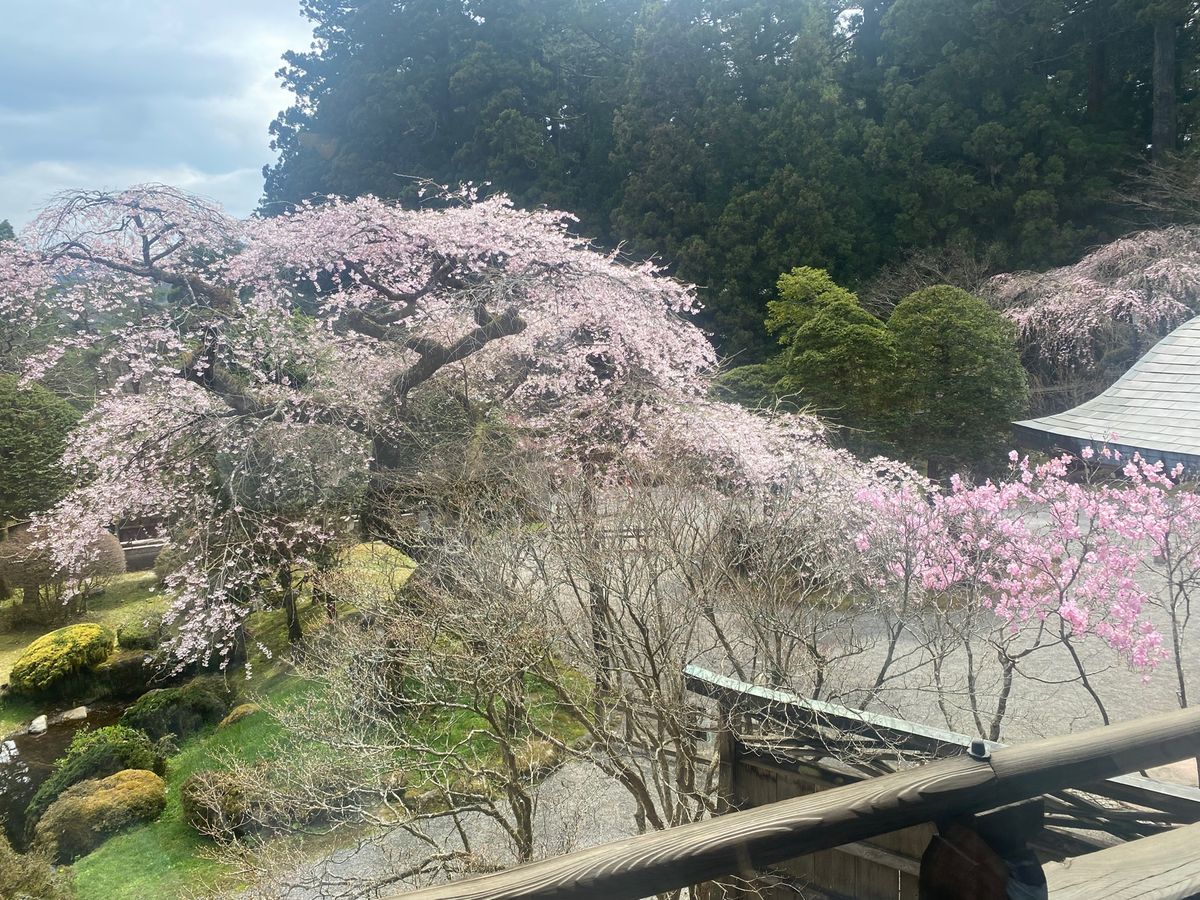 日光の桜