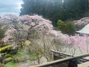 日光の桜