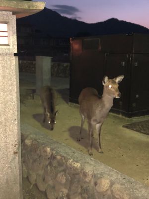 夜の宮島。