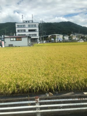 バスの中にて諏訪湖の車窓と秋を感じさせてくれる刈取前の田んぼ🍂