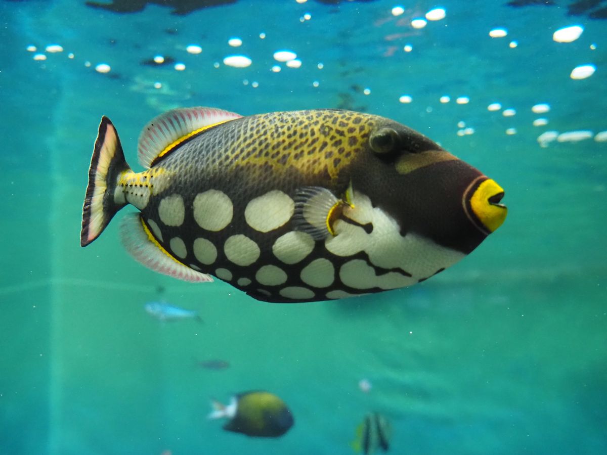 マリンピア日本海。
今年はゆっくり見れました(^^)