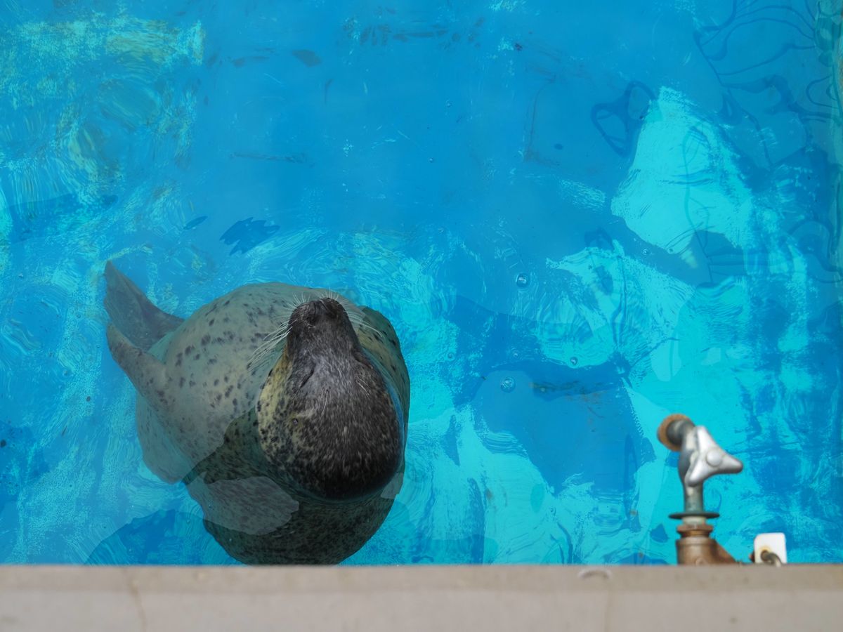 マリンピア日本海。
今年はゆっくり見れました(^^)