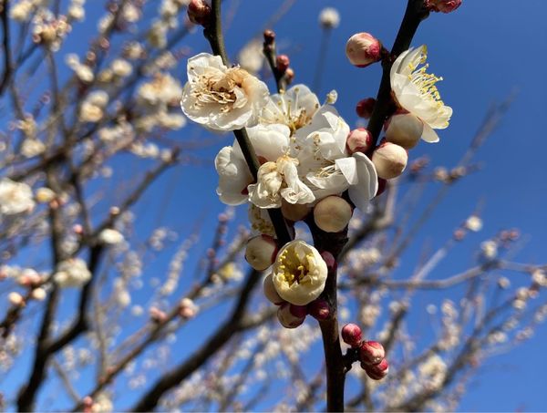 日本・茨城県「水戸偕楽園〜笠間稲荷神社」の写真