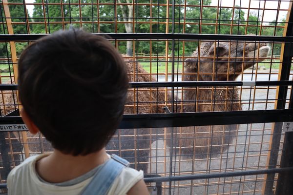 日本・富士サファリパーク「熱海旅行🌴」の写真