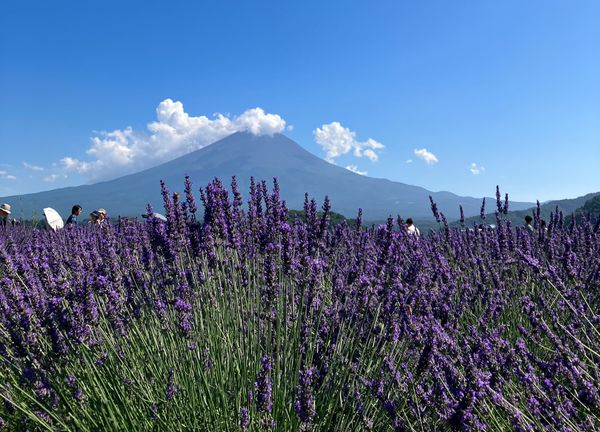 日本「河口湖」の写真