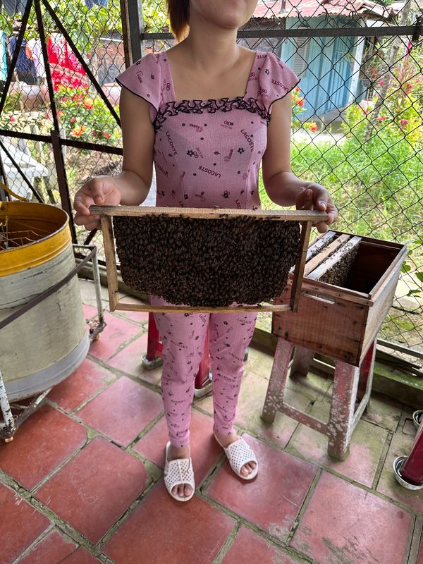 ベトナム・ホーチミン「ベトナム　ホーチミン」の写真：蜂蜜

蜜蜂の群れに指を刺して蜂蜜を取っ...