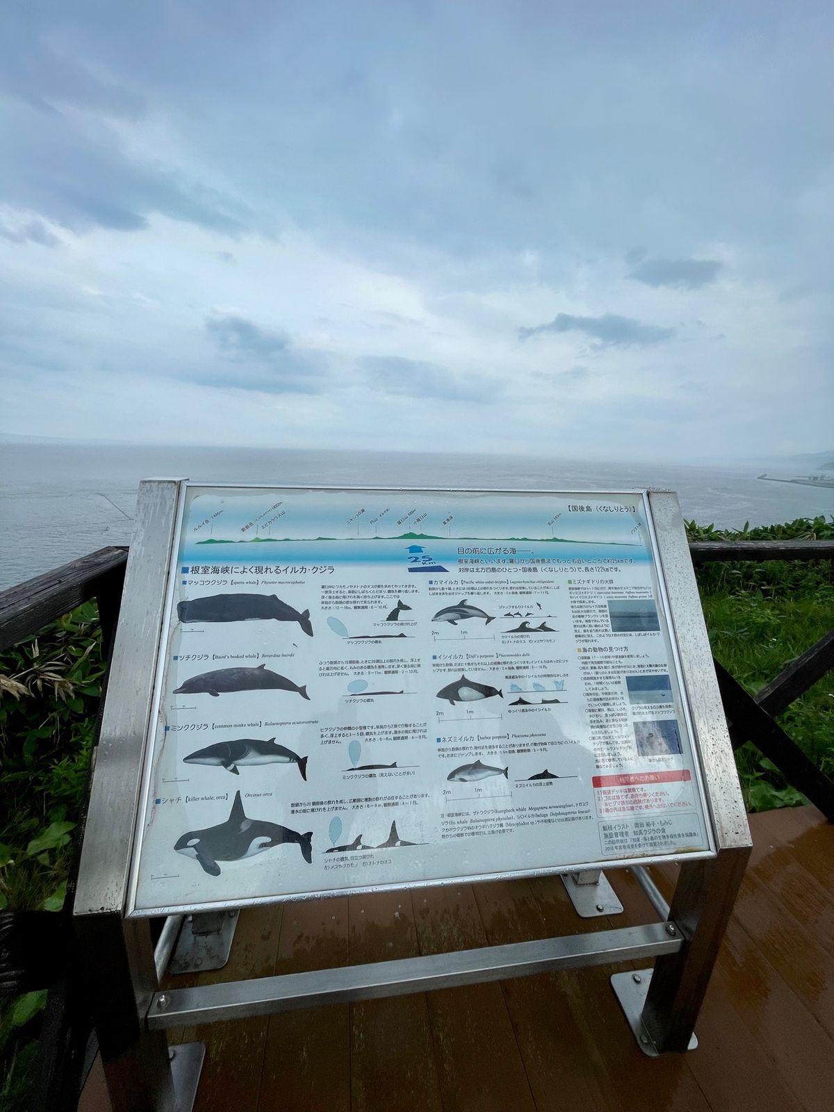 ひまわりを見たり
くじらは見れなかったり
野生の鹿を見たりして
知床第一ホ...