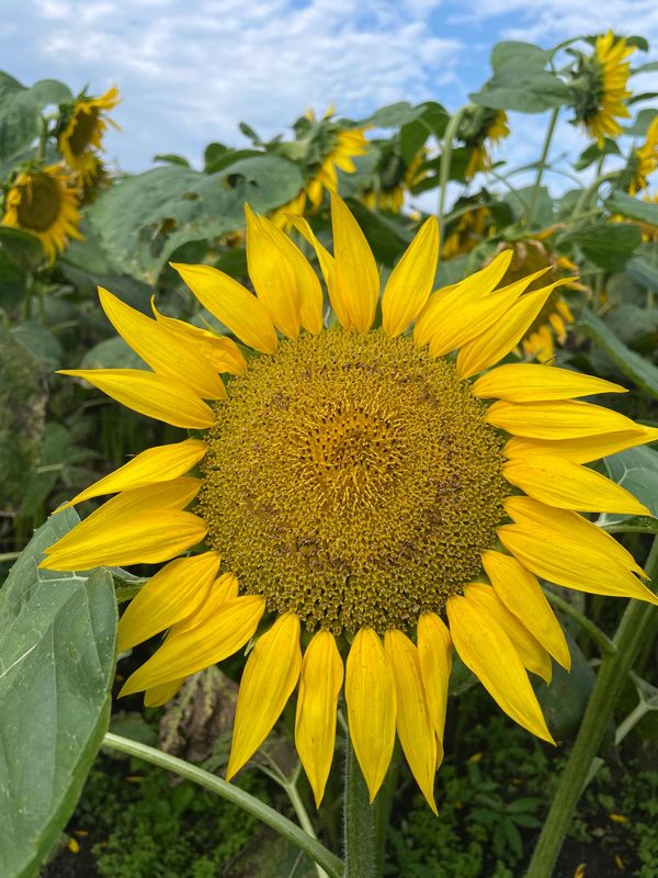 日本・北海道「道東旅行」の写真：ひまわりを見たり
くじらは見れなかったり...