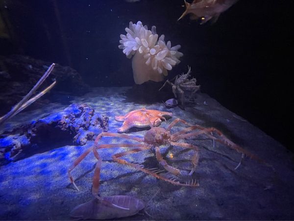 日本・愛知「🇯🇵水族館！」の写真