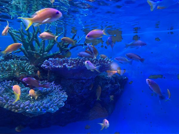 日本・愛知「🇯🇵水族館！」の写真