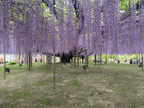 日本・栃木県「足利フラワーパークと足利の街並み」の写真