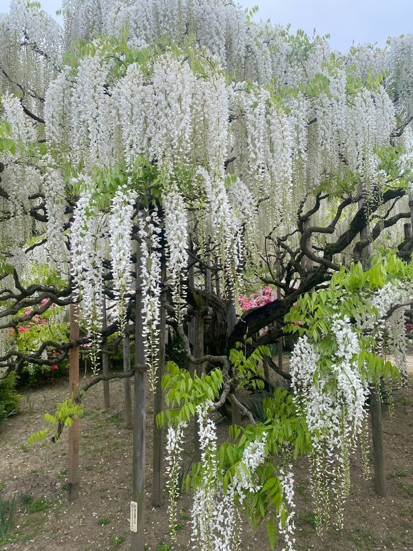 日本・栃木県「足利フラワーパークと足利の街並み」の写真