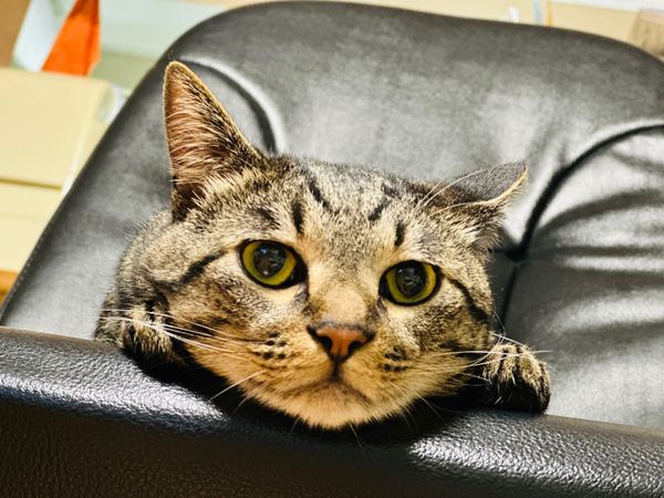 日本・長野県「長野 in 駒ヶ根」の写真