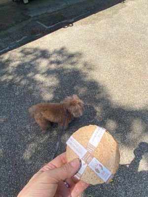 奈良公園、朝ワンコとお散歩