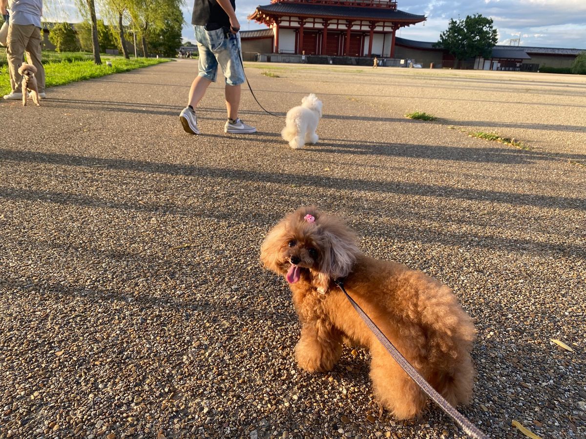 私たちが泊まった平城京跡地RVパーク。
めっちゃトイレきれいで、快適でした...