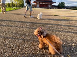 私たちが泊まった平城京跡地RVパーク。
めっちゃトイレきれいで、快適でした...