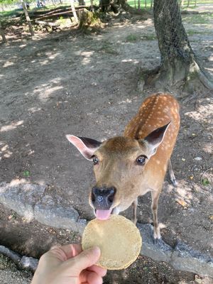 奈良公園、朝ワンコとお散歩