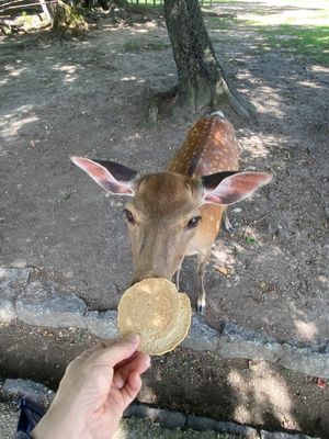 奈良公園、朝ワンコとお散歩