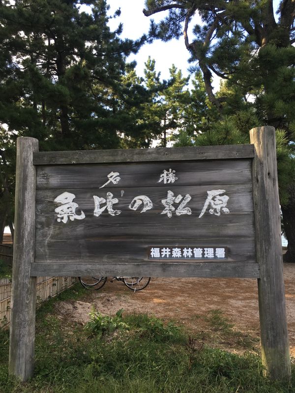 日本・福井県「ドライブandグルメ」の写真：日本三大松原で有名はあの気比の松原