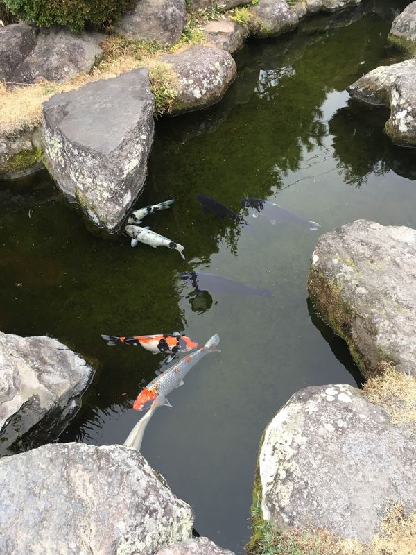 日本・長崎県「長崎　旧正月🧧」の写真