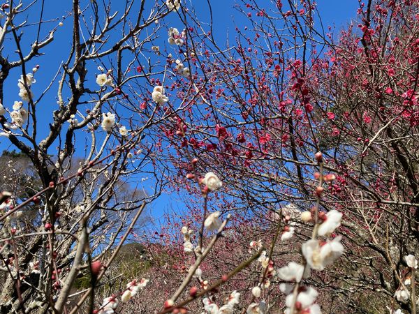 日本・静岡県「熱海へ」の写真：こちらは熱海梅園にて