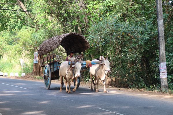 スリランカ・コロンボ「スリランカ🇱🇰」の写真：昨日のトゥクトゥクをチャーターし目指すは...