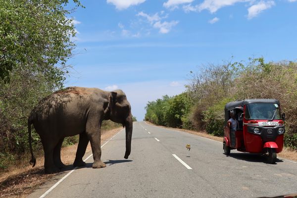 スリランカ・コロンボ「スリランカ🇱🇰」の写真：エッラに2泊後の旅7日目。
エッラからゴ...