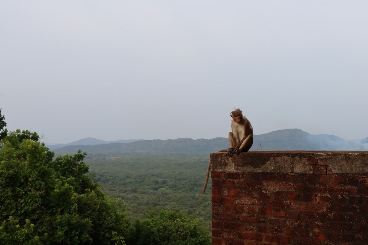 1日の最後はシギリヤロックでサンセットを見る。
頂上まで登るのはかなり疲れ...