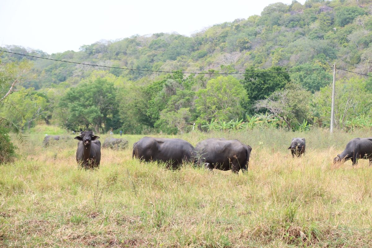 昨日のトゥクトゥクをチャーターし目指すはアヌラーダプラ。スリランカの古都で...