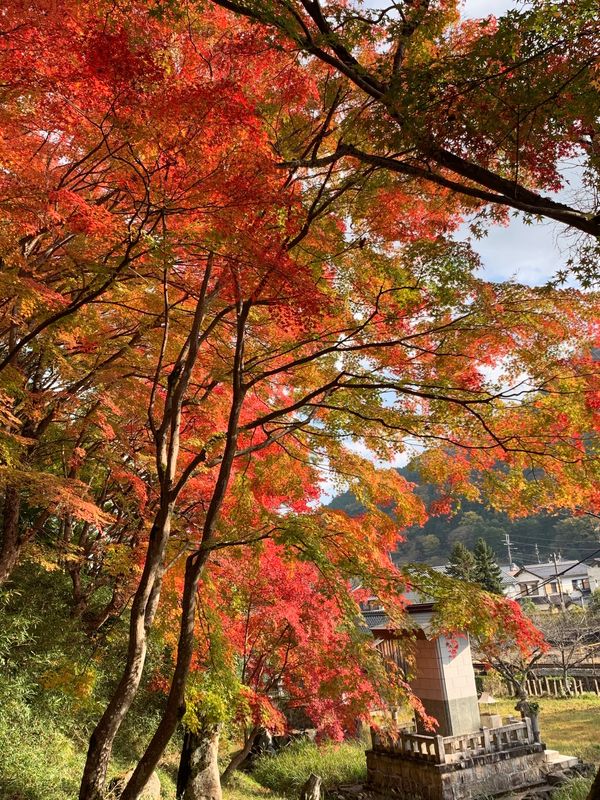 日本・兵庫県「紅葉を求めて」の写真：竹田駅