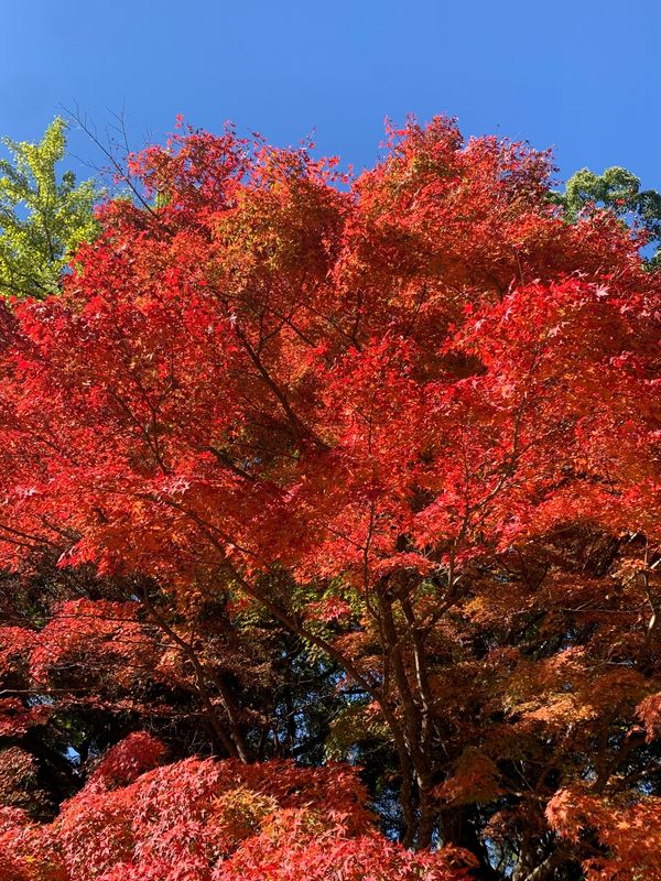 日本・鳥取県「紅葉を求めて、前期」の写真