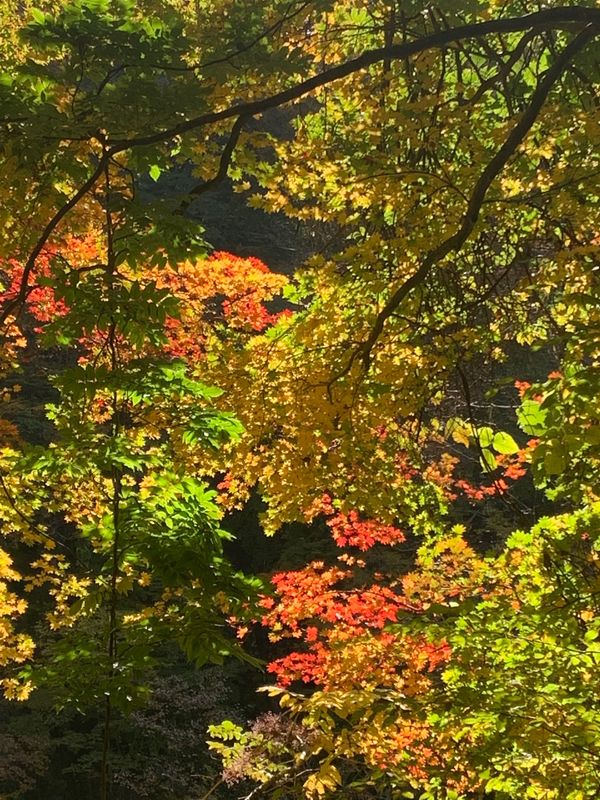 日本・鳥取県「紅葉を求めて、前期」の写真：雨滝