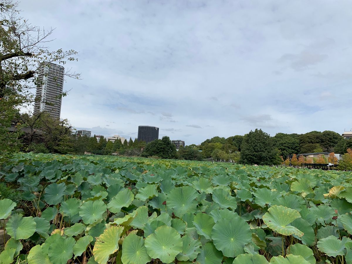 上野、不忍池、トルコのイベント