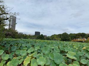 上野、不忍池、トルコのイベント