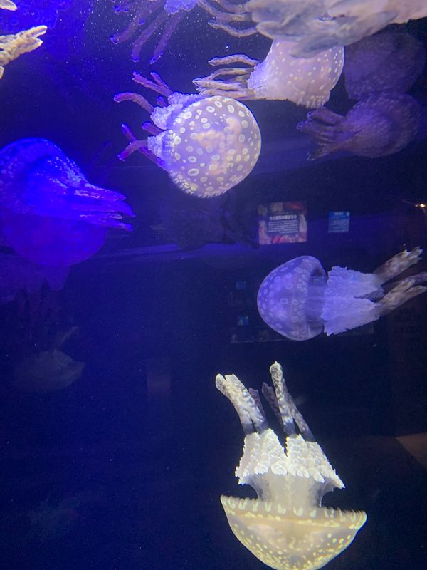 日本・和歌山県「家族旅行」の写真：水族館とクジラ料理